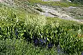 Swath of corn lilies in meadow