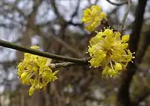 Dogwood