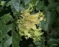 Fruit cluster (nuts enclosed in leaflike bracts)