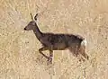 Roe deer