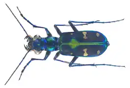 Nominate subspecies from North Vietnam