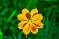Sulfer cosmos Flower