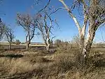cottonwoods