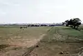 Cows in farm pasture, 1957