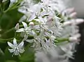 Creamy white flowers