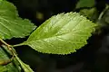 The leaf margin is toothed and usually slightly lobed.