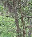The mature bark is grey and rough.