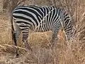 Some Crawshays have slight shadow stripes