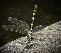 Male front view