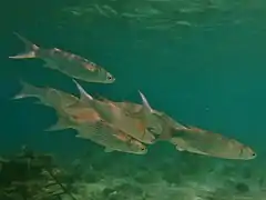 Fringelip mullet (Crenimugil crenilabis)