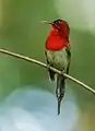 Image 2The crimson sunbird (Aethopyga siparaja) is a species of bird native in Bangladesh. The pictured specimen was photographed at Modhutila Eco-Park in Sherpur District.Photo Credit: Masud Rana