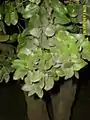 Cryptocarya alba