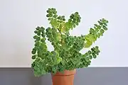 Cuban oregano