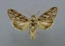 Cucullia fraudatrix