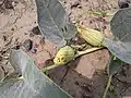 Cucurbita foetidissima flower, Aurora, Colorado