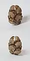 Photographs of the cone, front and back