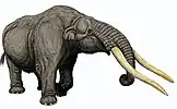 Cuvieronius restoration