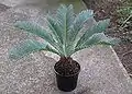 Young plant