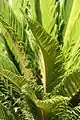 New leaves