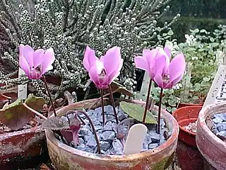 C.&nbsp;colchicum