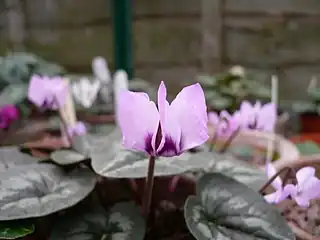 C.&nbsp;coum subsp. elegans, syn. C.&nbsp;elegans