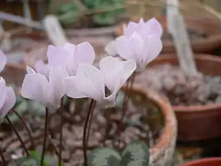 C.&nbsp;intaminatum