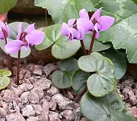 C.&nbsp;parviflorum