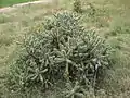 In Illinois