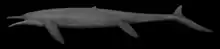 Cymbospondylus