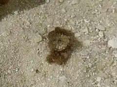 Cymo quadrilobatus