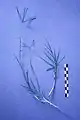 Bermuda grass (Cynodon dactylon)