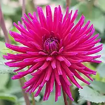 Dahlia "Hillcrest Royal"