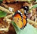female