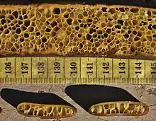 Another cross-section
