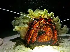 Dardanus megistos