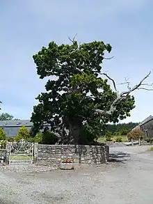 The Darley Oak