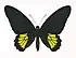 Sri Lankan birdwing