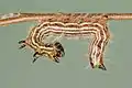 Larva