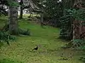 One of the many pheasants within the grounds.