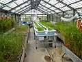 Rice greenhouse at PhilRice.
