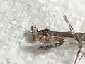 Dead 1st instar Deroplatys lobata nymph