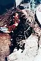 Victims at Mỹ Lai