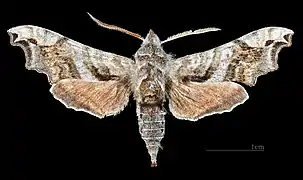 Male dorsal view