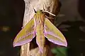 Adult