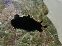 Dendrodoris nigra