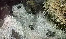 Image 2Dense mass of white crabs at a hydrothermal vent, with stalked barnacles on right (from Habitat)
