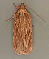 Imago