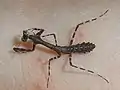 1st instar Deroplatys lobata nymph on a hand