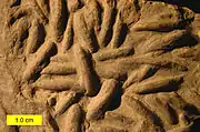 Lockeia from the Chagrin Shale (Upper Devonian) of northeastern Ohio. This is an example of the trace fossil ethological group Fugichnia.