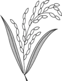 Jatiya Oikya Front symbol